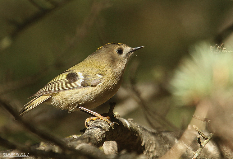  Goldcrest, Regulus regulus , Biria forest, 22-11-11 Lior Kislev                        